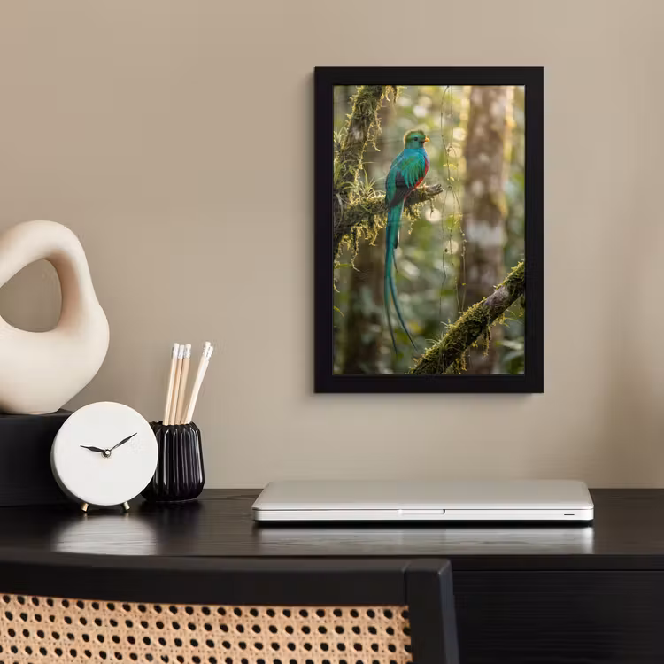 Quetzal - Jungle - Natuur - Groen fotolijst zwart zonder passe partout klein -sfeer1