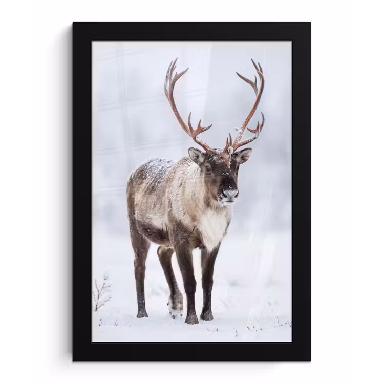 Rendier - Gewei - Toendra - Sneeuw - Wild fotolijst zwart zonder passe partout klein -3d