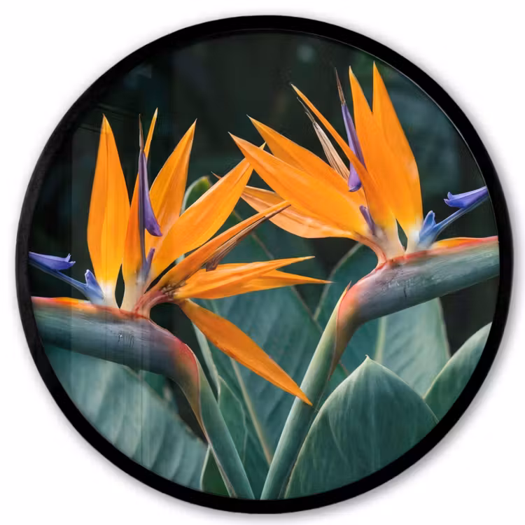 Paradijsvogel - Bloem - Exotisch Fotolijst rond zonder passe partout klein -3d