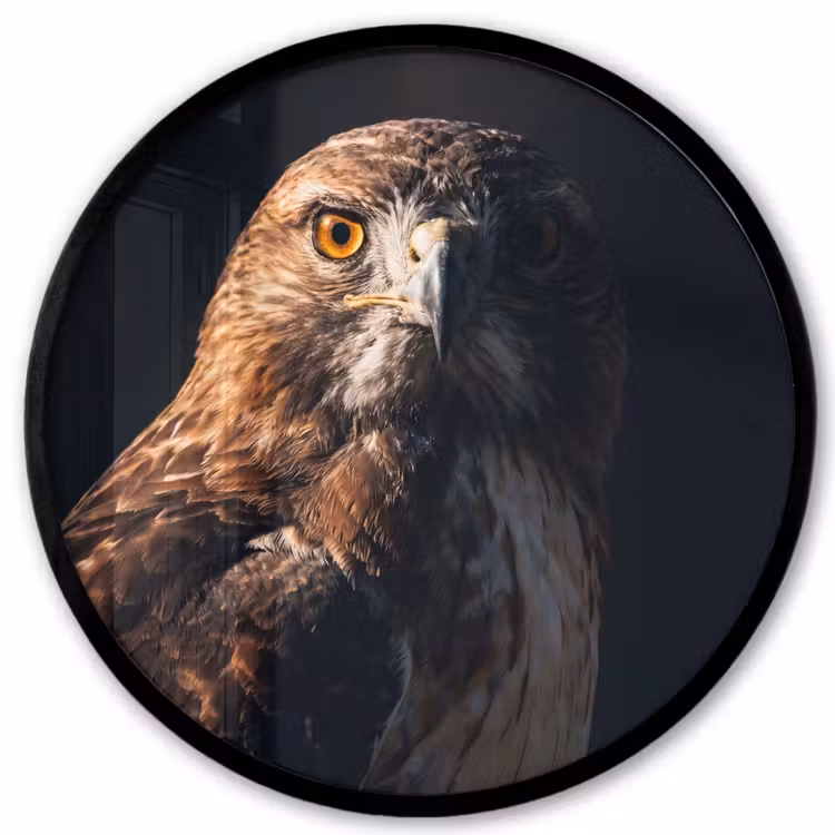 Roofvogel - Buizerd - Bruin Fotolijst rond zonder passe partout klein -3d