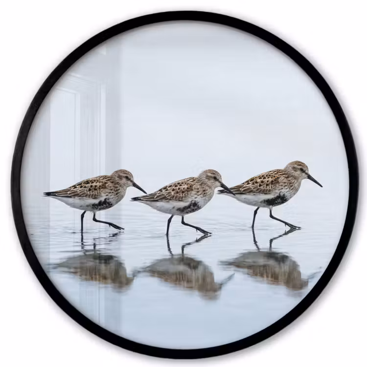 Vogels - Water - Grijs Fotolijst rond zonder passe partout klein -3d
