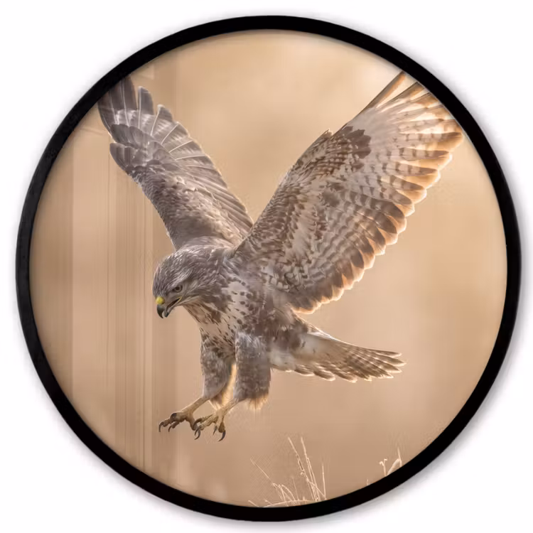Buizerd - Roofvogel - Natuur - Bruin Fotolijst rond zonder passe partout klein -3d
