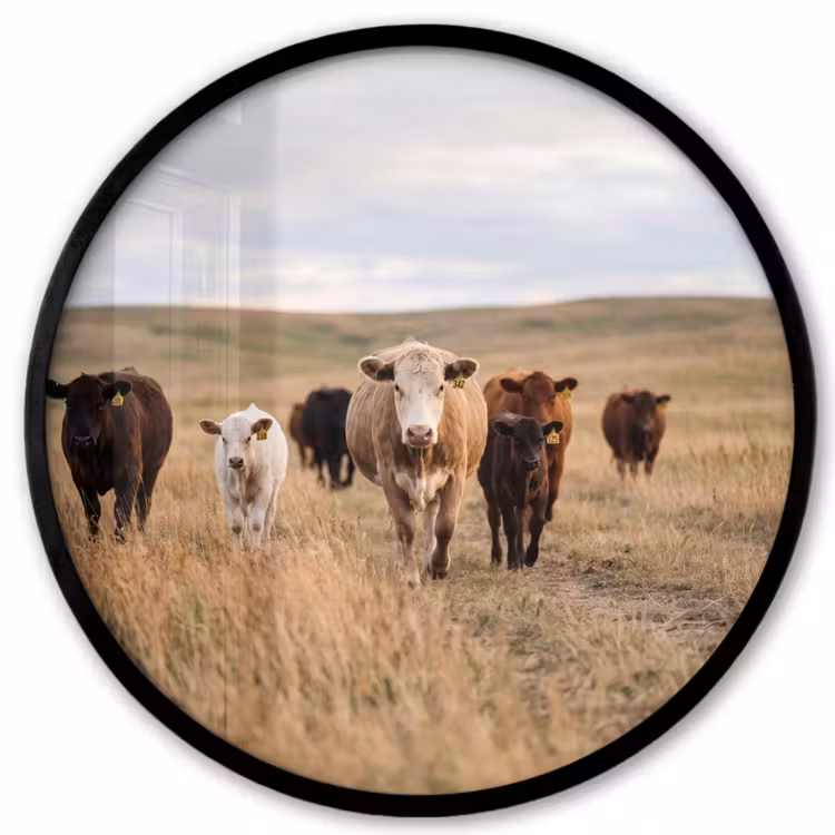 Runderen - Kudde - Landschap - Weide - Rustig Fotolijst rond zonder passe partout klein -3d