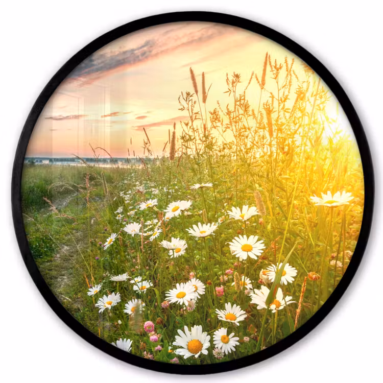 Bloemen - Madelief - Natuur - Zon - Horizon Fotolijst rond zonder passe partout klein -3d
