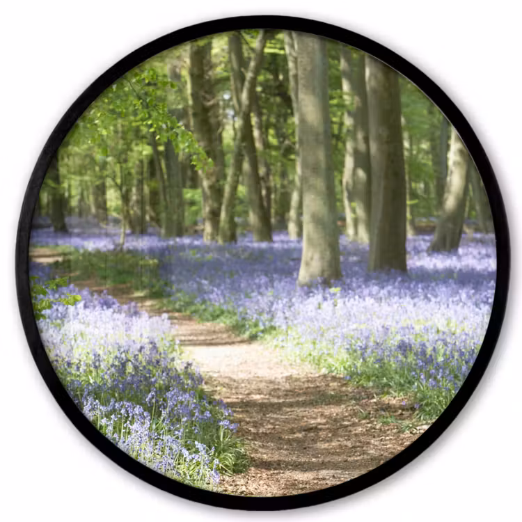 Bos - Pad - Bloemen - Paars - Groen - Natuur Fotolijst rond zonder passe partout klein -3d