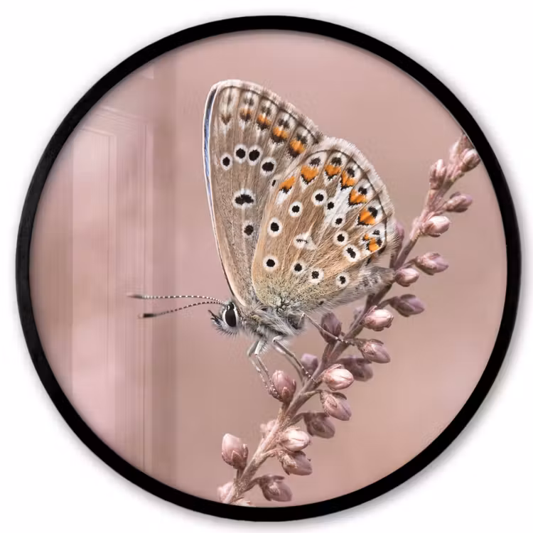 Lavendel - Vlinder - Paars Fotolijst rond zonder passe partout klein -3d