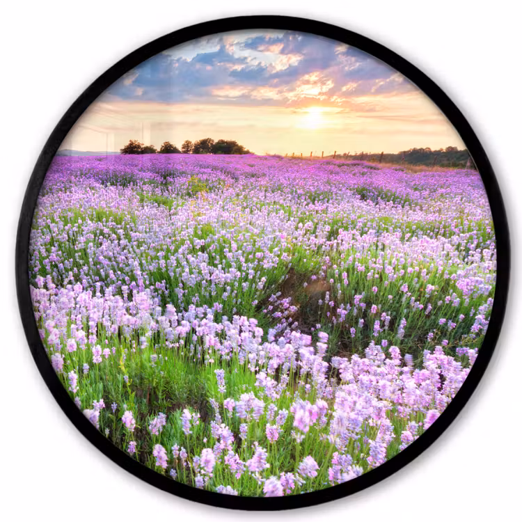 Lavendel - Bloemen - Zonsondergang - Paars - Weide Fotolijst rond zonder passe partout klein -3d