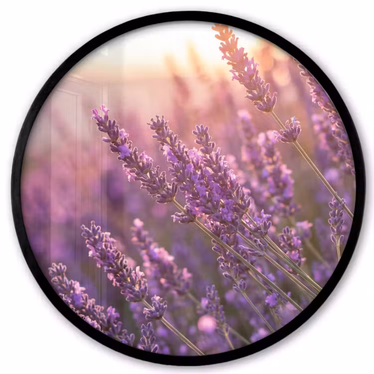 Lavendel - Paars - Zonlicht Fotolijst rond zonder passe partout klein -3d