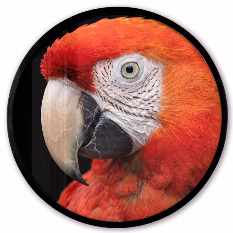 Ara - Portret - Rood Fotolijst rond zonder passe partout klein -3d