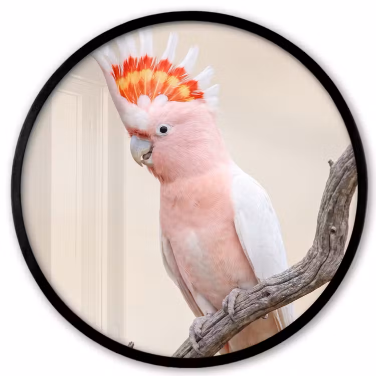 Papagaai - Tak - Roze Fotolijst rond zonder passe partout klein -3d