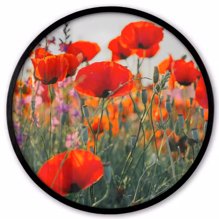 Klaproos - Bloemen - Rood - Paars - Weide Fotolijst rond zonder passe partout klein -3d