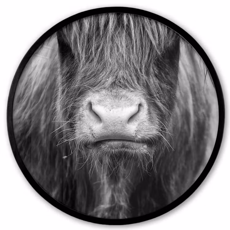 Schotse hooglander - Koe - Zwart - Wit - Dieren Fotolijst rond zonder passe partout klein -3d