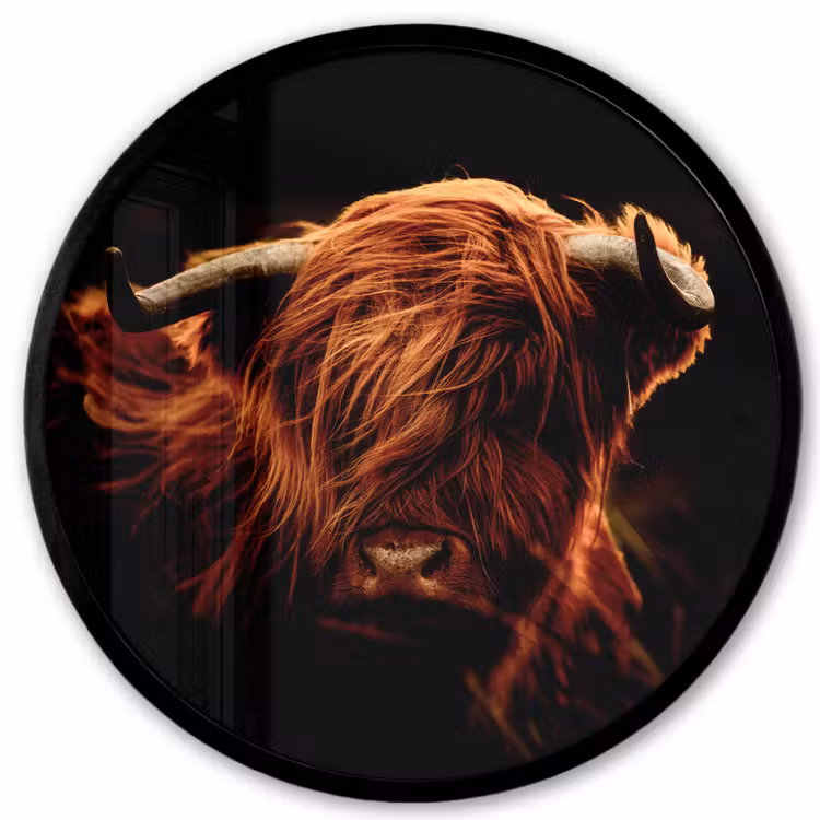 Schotse hooglander - Koe - Hoorns - Portret - Dieren Fotolijst rond zonder passe partout klein -3d