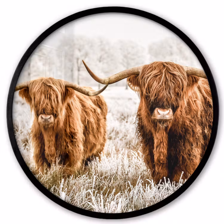 Schotse hooglander - Koe - Natuur - Winter Fotolijst rond zonder passe partout klein -3d