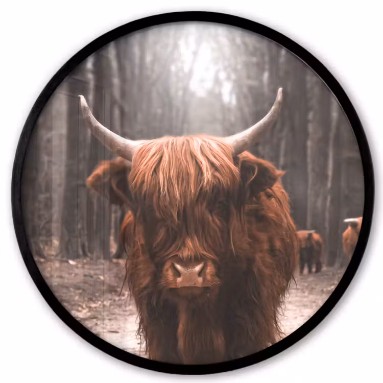 Schotse hooglander - Bos - Koe - Dieren - Natuur Fotolijst rond zonder passe partout klein -3d