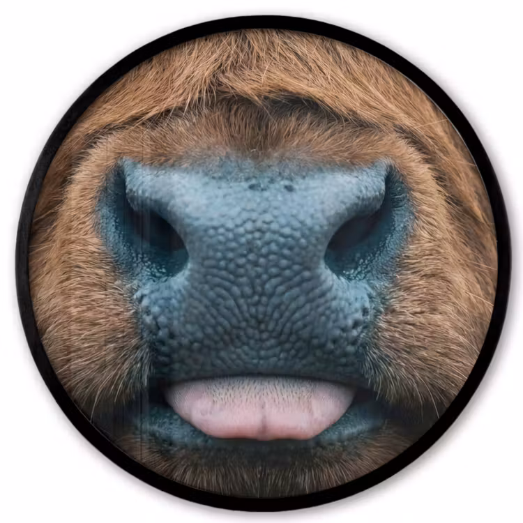 Schotse hooglander - Neus - Bruin Fotolijst rond zonder passe partout klein -3d