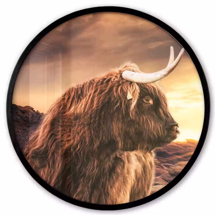 Schotse hooglander - Zon - Horizon - Koe - Dieren Fotolijst rond zonder passe partout klein -3d
