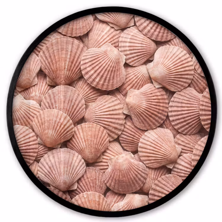 Schelpen - Patroon - Roze Fotolijst rond zonder passe partout klein -3d