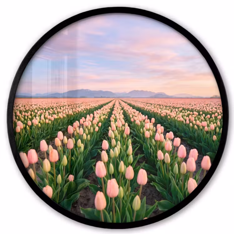 Tulpen - Landschap - Roze Fotolijst rond zonder passe partout klein -3d