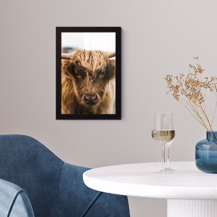 Schotse Hooglander - Koe - Gras - Dieren - Natuur fotolijst zwart zonder passe partout klein -sfeer4