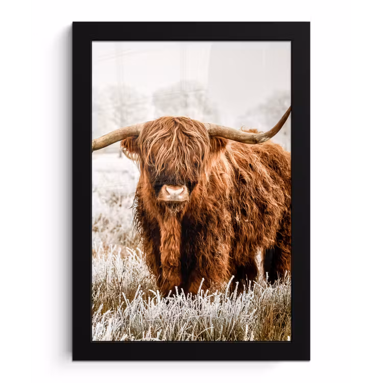 Schotse hooglander - Koe - Natuur - Winter fotolijst zwart zonder passe partout klein -3d