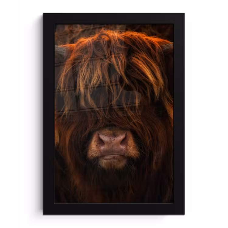 Schotse Hooglander - Koe - Portret - Dieren fotolijst zwart zonder passe partout klein -3d