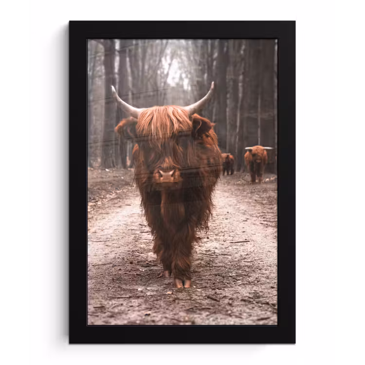 Schotse hooglander - Bos - Koe - Dieren - Natuur fotolijst zwart zonder passe partout klein -3d