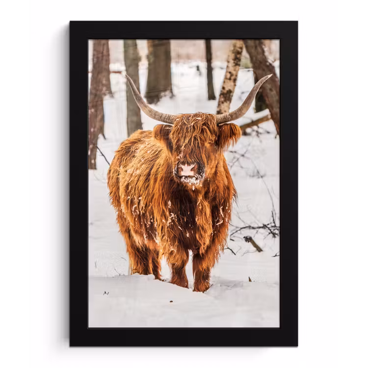 Schotse Hooglander - Sneeuw - Winter - Natuur - Dieren fotolijst zwart zonder passe partout klein -3d