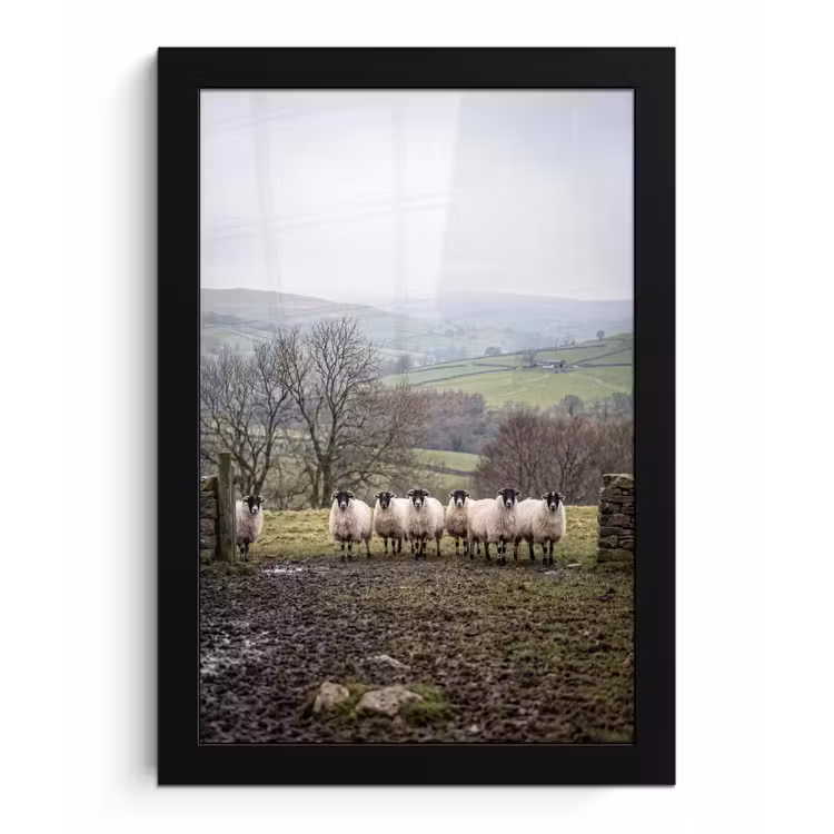 Schapen - Rij - Weide - Dieren - Platteland fotolijst zwart zonder passe partout klein -3d