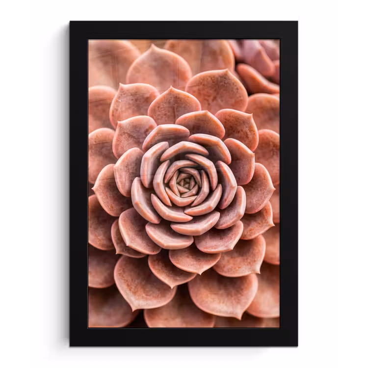 Vetplant - Organisch - Roze fotolijst zwart zonder passe partout klein -3d