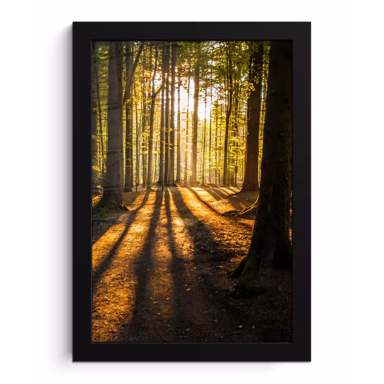 Zon - Bomen - Bos - Landschap - Natuur fotolijst zwart zonder passe partout klein -3d