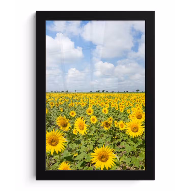 Zonnebloemen - Bloemen - Wolken - Natuur - Geel - Landschap fotolijst zwart zonder passe partout klein -3d