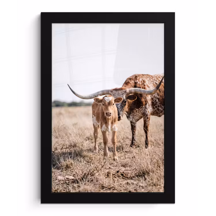 Texas Longhorn - Kalf - Weide - Dieren fotolijst zwart zonder passe partout klein -3d