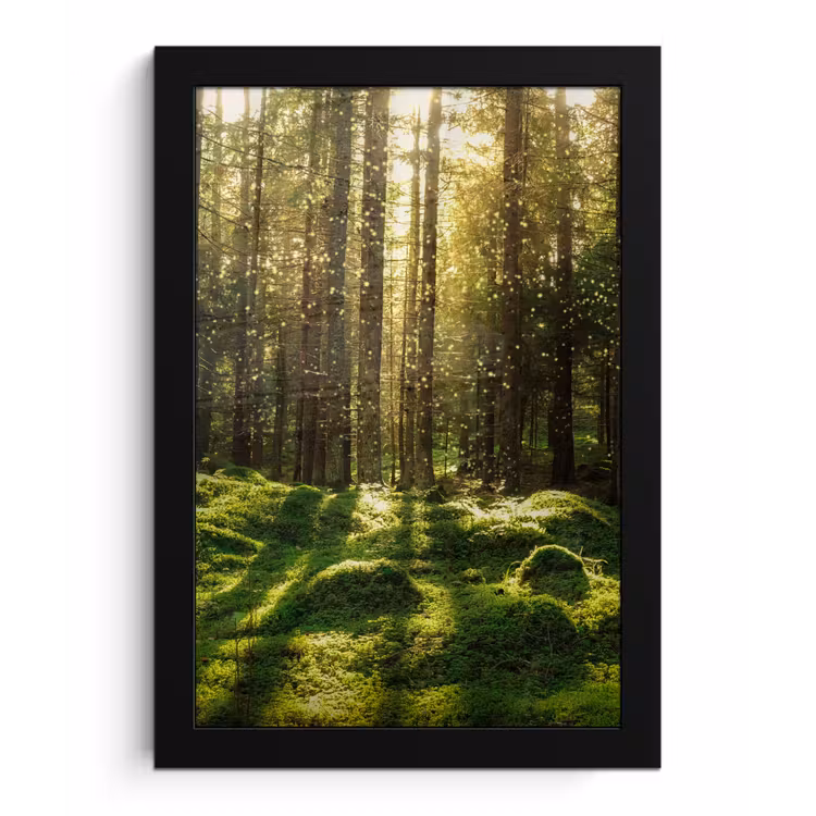 Bomen - Bos - Mos - Planten - Zon - Natuur fotolijst zwart zonder passe partout klein -3d
