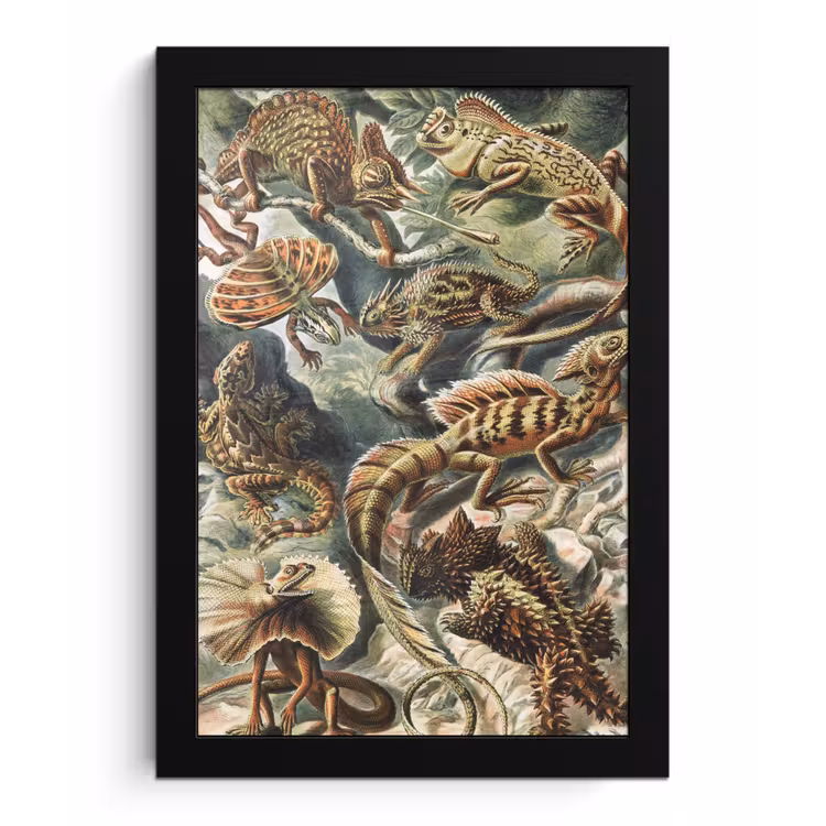Vintage - Kunst - Ernst Haeckel - Salamanders - Dieren fotolijst zwart zonder passe partout klein -3d