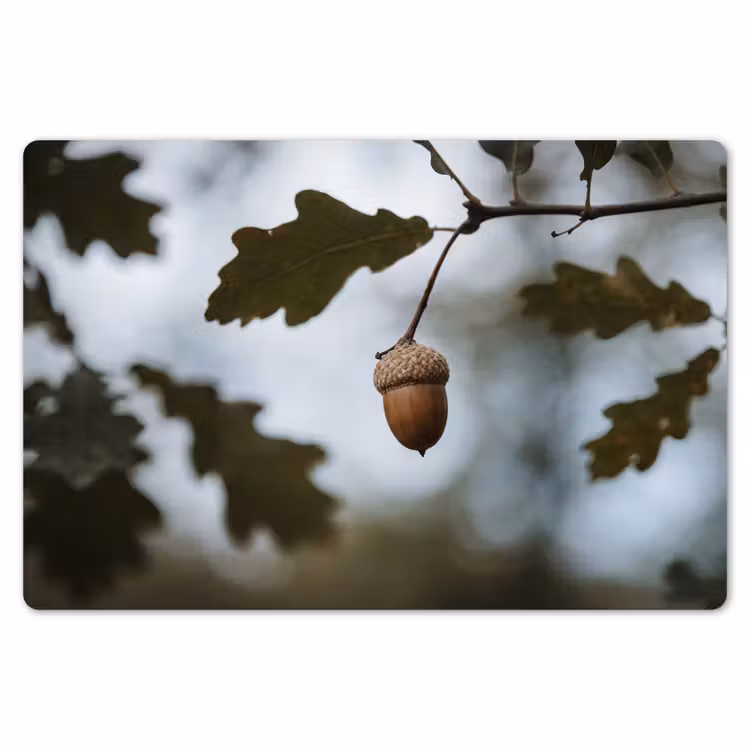 Eikel - Eikenblad - Bos - Herfst - Natuur Placemat vinyl groot -zzsfeer1_Kitchenyeah-website