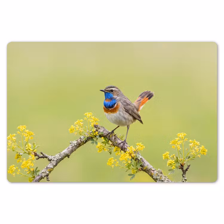 Vogel - Tak - Natuur - Kleurrijk Placemat vinyl groot -zzsfeer1_Kitchenyeah-website