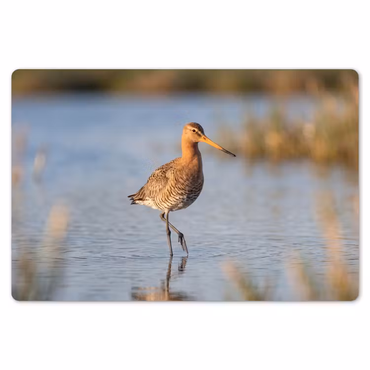 Vogel - Steltloper - Water - Natuur Placemat vinyl groot -zzsfeer1_Kitchenyeah-website