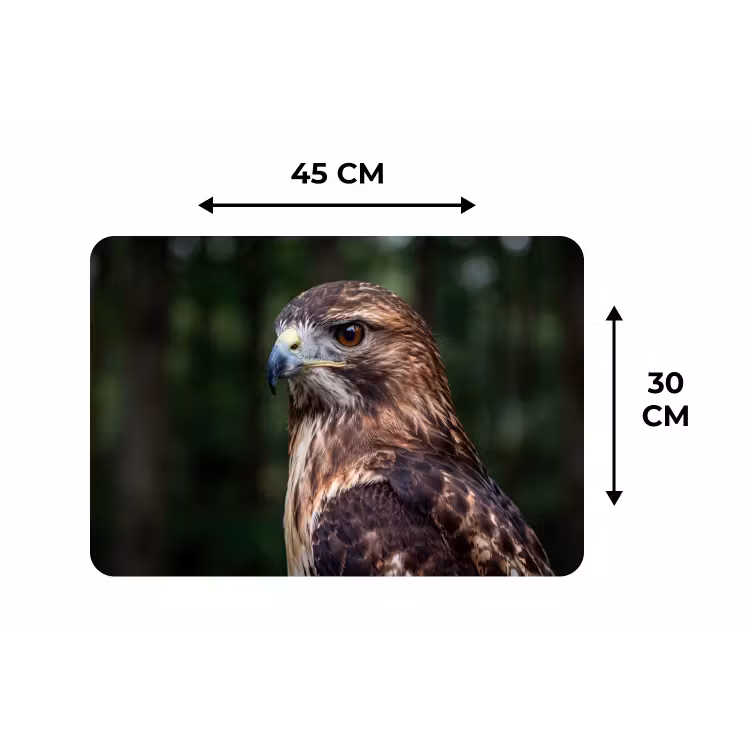 Buizerd - Roofvogel - Natuur - Bruin Placemat vinyl groot -specs