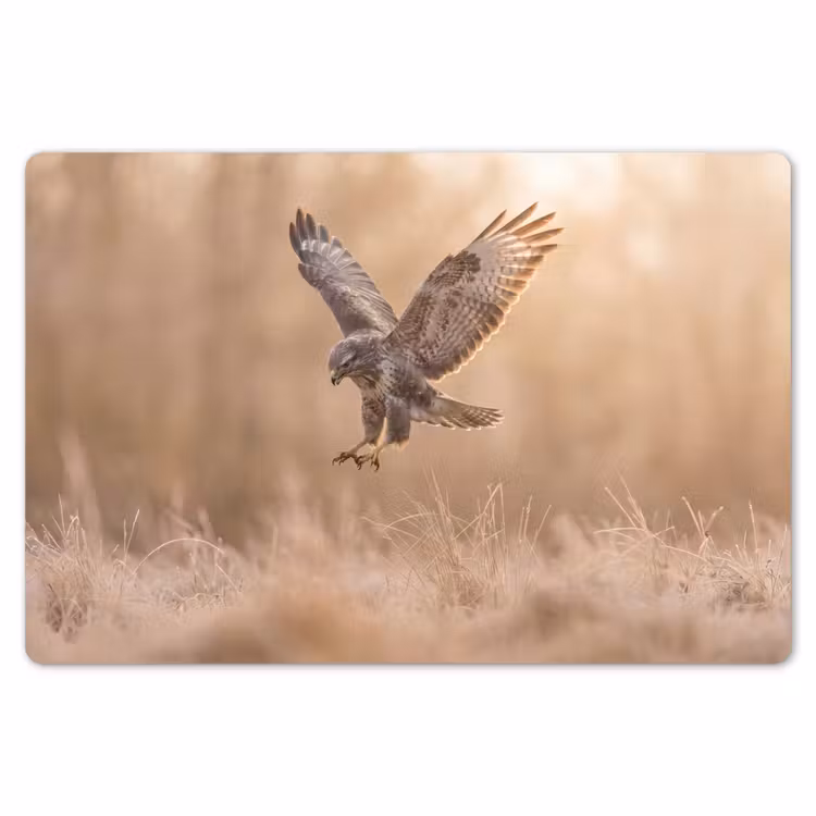 Buizerd - Roofvogel - Natuur - Bruin Placemat vinyl groot -zzsfeer1_Kitchenyeah-website