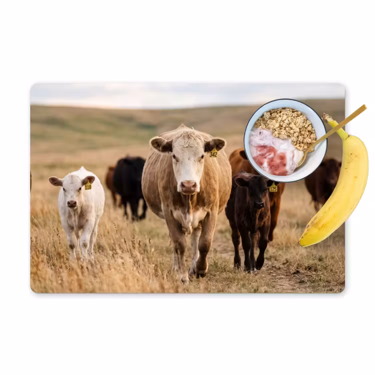 Runderen - Kudde - Landschap - Weide - Rustig Placemat vinyl groot -zzzproduct_Kitchenyeah-website