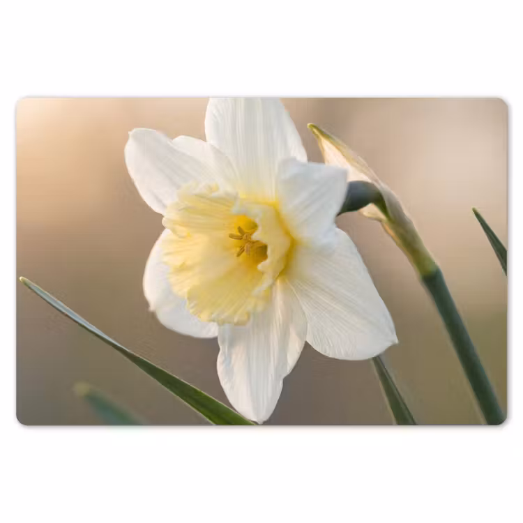 Narcis - Bloem - Minimalistisch Placemat vinyl groot -zzsfeer1_Kitchenyeah-website