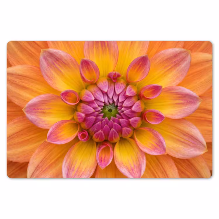 Dahlia - Bloem - Oranje Placemat vinyl groot -zzsfeer1_Kitchenyeah-website