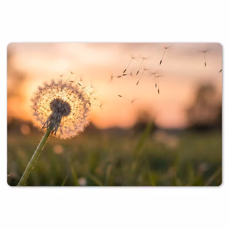 Paardenbloem - Zonsondergang - Veld Placemat vinyl groot -zzsfeer1_Kitchenyeah-website