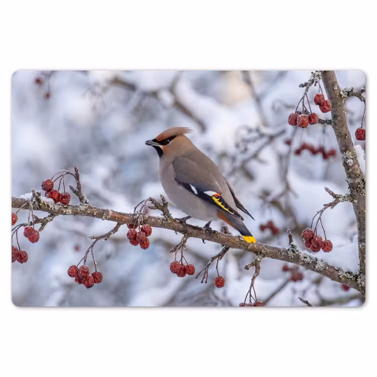 Pestvogel - Bessen - Winter - Natuur Placemat vinyl groot -zzsfeer1_Kitchenyeah-website