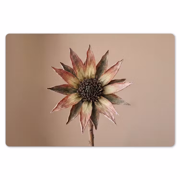 Droogbloem - Protea - Vintage - Beige - Rustiek Placemat vinyl groot -zzsfeer1_Kitchenyeah-website