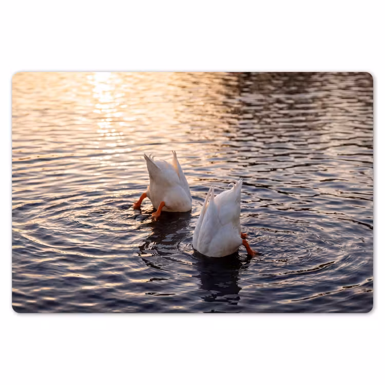 Eenden - Water - Natuur Placemat vinyl groot -zzsfeer1_Kitchenyeah-website