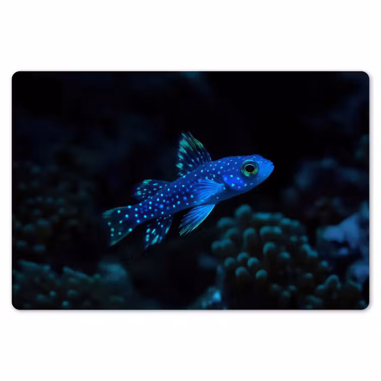 Vis - Stippen - Koraal - Blauw Placemat vinyl groot -zzsfeer1_Kitchenyeah-website