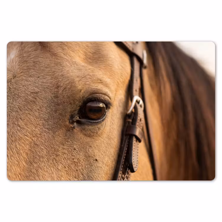 Paard - Oog - Bruin Placemat vinyl groot -zzsfeer1_Kitchenyeah-website