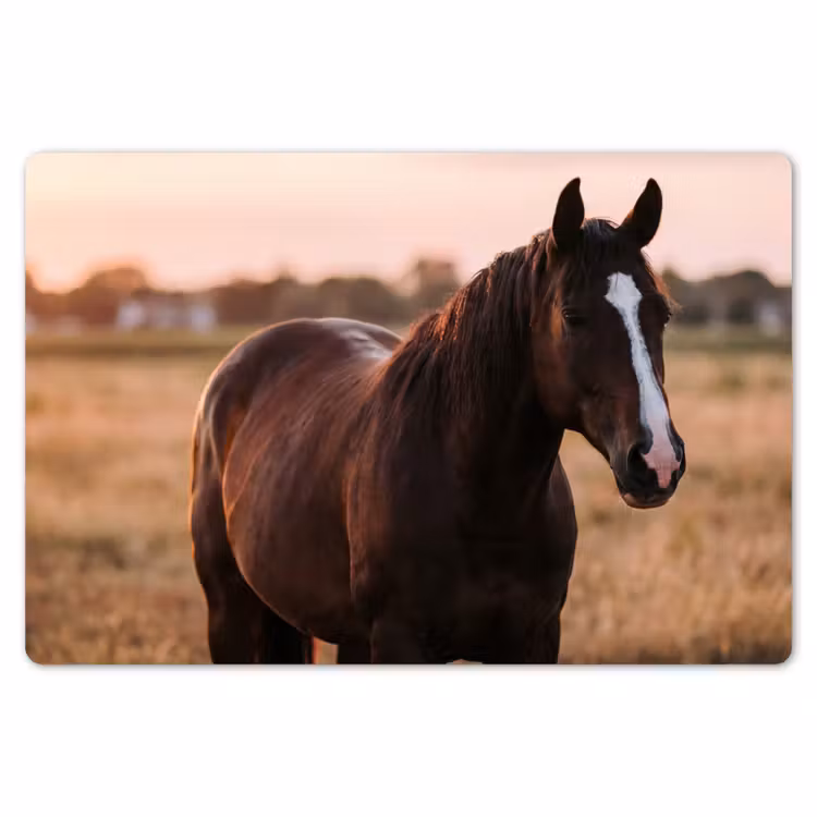 Paard - Zonsondergang - Bruin Placemat vinyl groot -zzsfeer1_Kitchenyeah-website